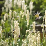 Au jardin, cette plante très facile d’entretien attire les oiseaux chez vous plus vite que prévu