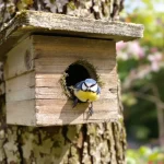 La LPO l’affirme : installer des nichoirs au jardin est indispensable pour aider les mésanges