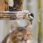 Mésanges au jardin : ce chiffre sur leur durée de vie est bien plus bas qu’on ne l’imagine