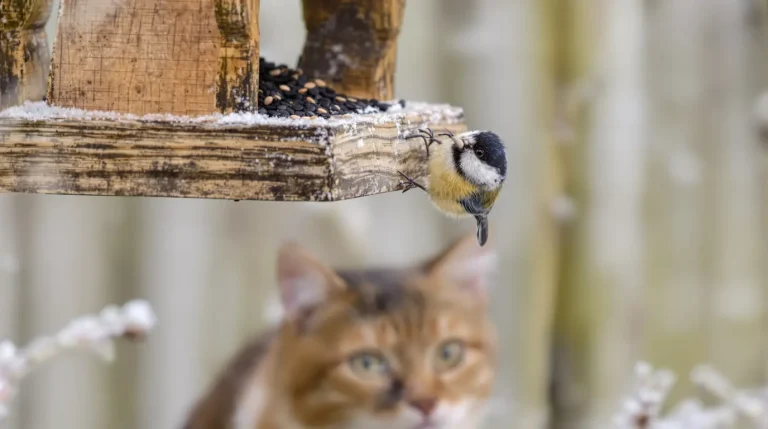 Mésanges au jardin : ce chiffre sur leur durée de vie est bien plus bas qu’on ne l’imagine