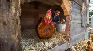 4 astuces simples pour booster la ponte de vos poules