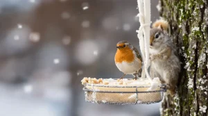 Attention, vos oiseaux sont en danger : pourquoi glisser un savon dans une chaussette peut les sauver