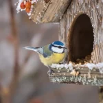 Combien de temps vit une mésange ? La vérité sur son espérance de vie dans nos jardins