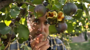 Frelon asiatique : cet arbre fruitier attire fortement au jardin, la vérité à connaître