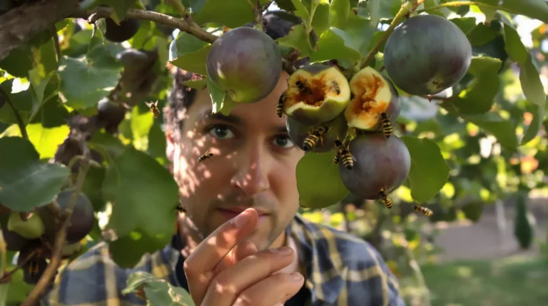Frelon asiatique : cet arbre fruitier attire fortement au jardin, la vérité à connaître