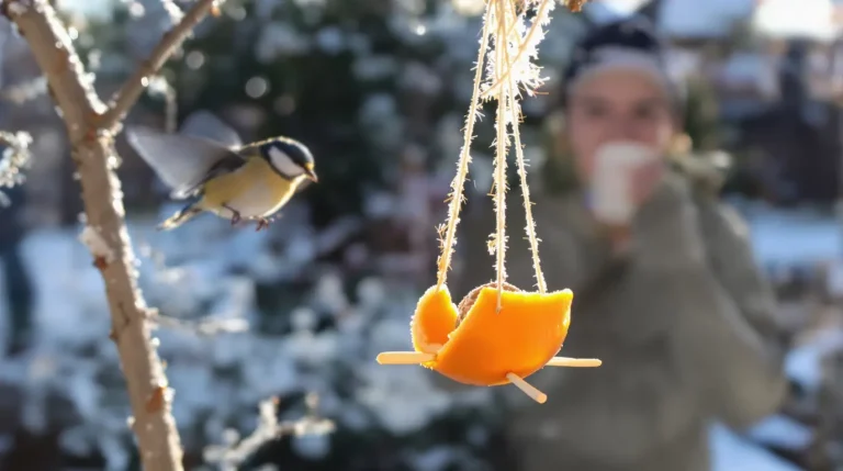 « Je l’ai posée hier, ils sont venus ce matin » : ma mangeoire maison en 5 minutes attire les oiseaux