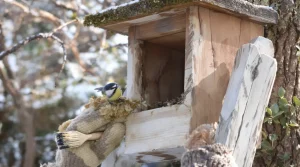 Les ornithologues le répètent chaque année : ce geste crucial protège les oisillons