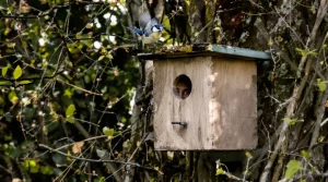 Mésanges au jardin : ces aménagements discrets avant le printemps transforment votre terrain