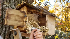 Nichoir : voici quand les laver pour faire revenir les oiseaux dans votre jardin ce printemps