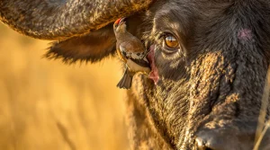 Oiseaux nettoyeurs et grands herbivores : la vérité sur cette alliance animale fascinante